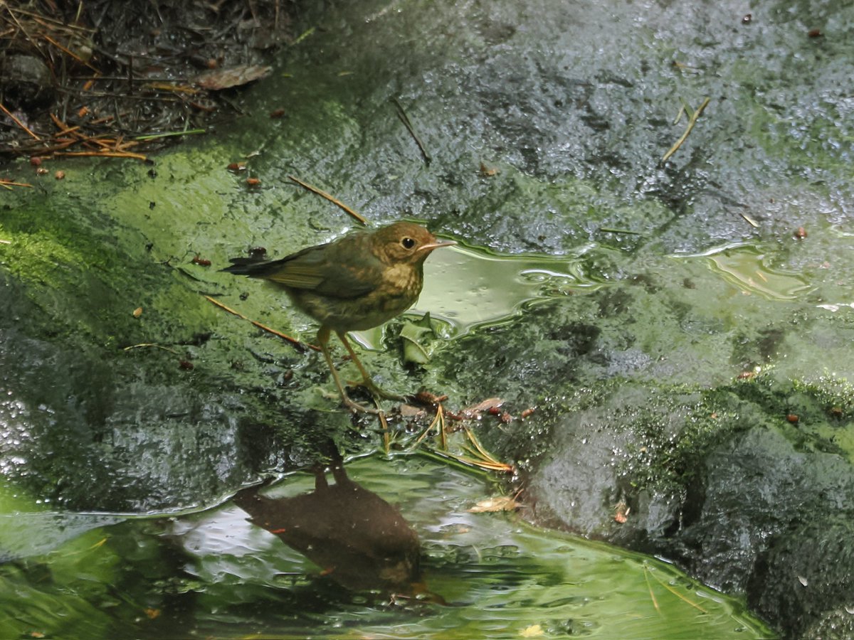tostomo's tweet photo. これは
#コルリ
#幼鳥
だと思う
#水場
#om1-markⅡ
#mzuiko100400mmf5063is
#om_photo
#om写真投稿
#om野鳥写真
#birders_gallery
#birds
#bird-gram
#birdphotography
#野鳥 
#ISO3200
#0ev
#f6.3
#1/160s https://t.co/HRXWRDCpEm