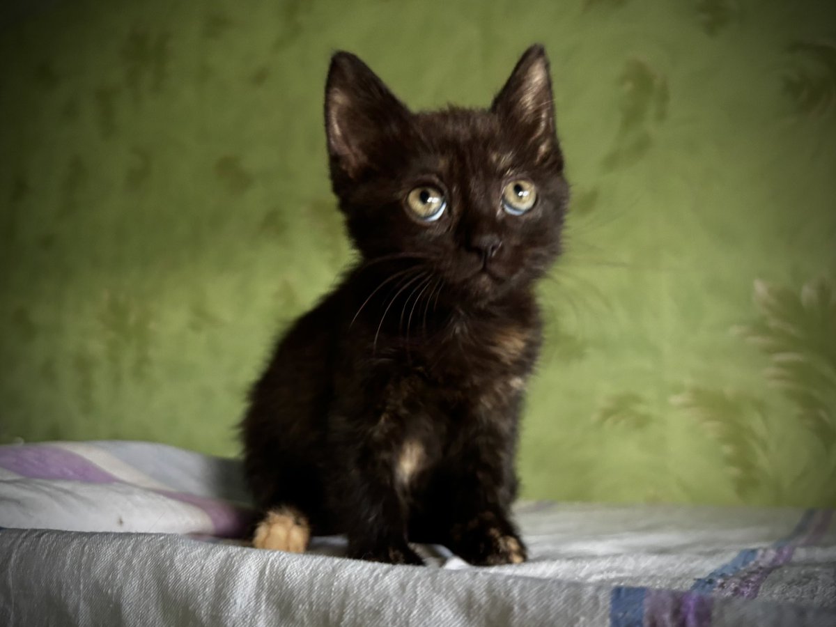 wowcats_ua's tweet photo. А в мене нові кошенята з лісу. Трюфелька, Карамелька і Дюшес. Дуже солодкі котодіти. Ручні, грайливі. Отримали перші обробки. Ще малі, менше кілограму, десь 2,5 місяці. Допоможіть знайти родини.
Прилуки, передам у Київ. Інші міста розглядаю з вашим супроводом. Дякую за поширення та коментарі!

Уже 13 кошенят врятовані з початку літа, усім потрібні родини й допомога з кормами.

Котобанка  https://t.co/PB8wR51WPK

Звіти туть https://t.co/nhRmbrMQD8