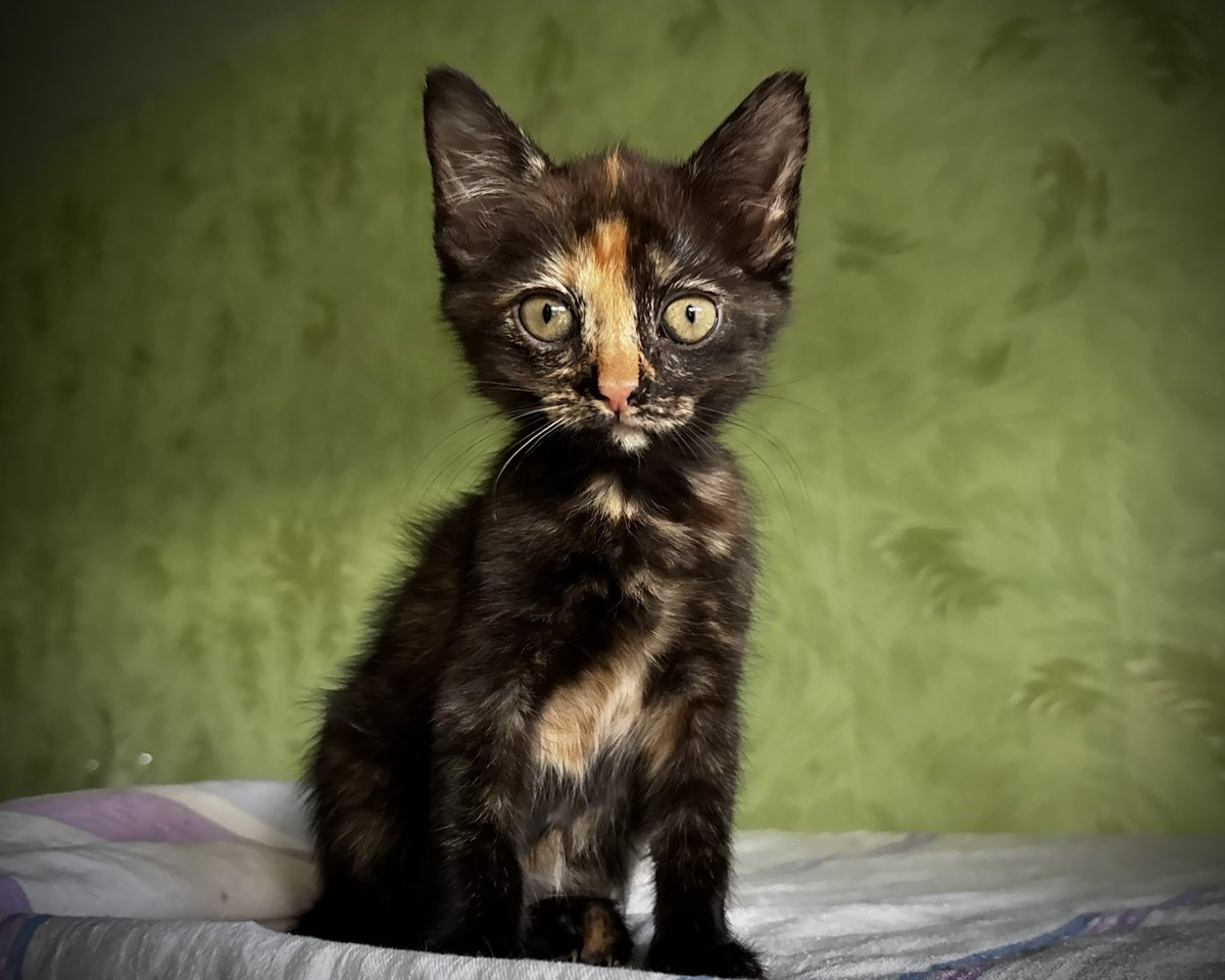 wowcats_ua's tweet photo. А в мене нові кошенята з лісу. Трюфелька, Карамелька і Дюшес. Дуже солодкі котодіти. Ручні, грайливі. Отримали перші обробки. Ще малі, менше кілограму, десь 2,5 місяці. Допоможіть знайти родини.
Прилуки, передам у Київ. Інші міста розглядаю з вашим супроводом. Дякую за поширення та коментарі!

Уже 13 кошенят врятовані з початку літа, усім потрібні родини й допомога з кормами.

Котобанка  https://t.co/PB8wR51WPK

Звіти туть https://t.co/nhRmbrMQD8