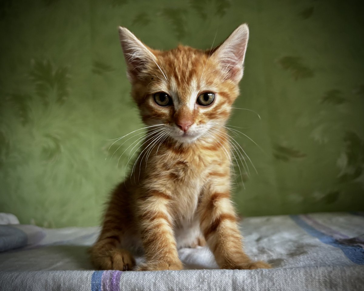 wowcats_ua's tweet photo. А в мене нові кошенята з лісу. Трюфелька, Карамелька і Дюшес. Дуже солодкі котодіти. Ручні, грайливі. Отримали перші обробки. Ще малі, менше кілограму, десь 2,5 місяці. Допоможіть знайти родини.
Прилуки, передам у Київ. Інші міста розглядаю з вашим супроводом. Дякую за поширення та коментарі!

Уже 13 кошенят врятовані з початку літа, усім потрібні родини й допомога з кормами.

Котобанка  https://t.co/PB8wR51WPK

Звіти туть https://t.co/nhRmbrMQD8
