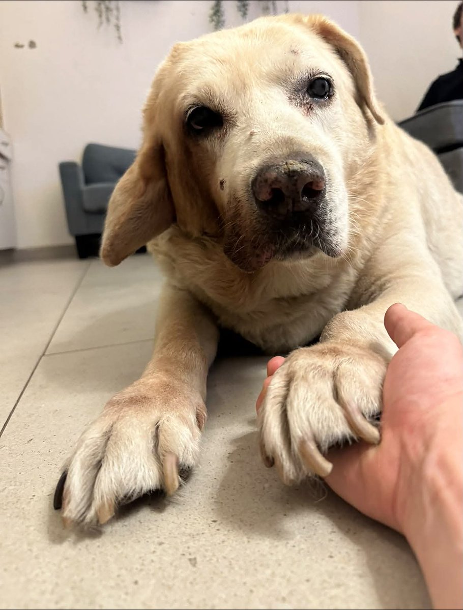 Sara_25e's tweet photo. I am honestly disgusted by some of the comments I see. Chubby is 20 years old. He is battling illness, going through treatments, hydrotherapy, and fighting every single day just to stay with us a little longer.

We do everything we possibly can to give him more time, more comfort, and more love… and some people still choose to mock him and spread hate.

If you can look at a dog who has fought for 20 years and still find cruelty in your heart, that says everything about you and absolutely nothing about him.

Chubby is a warrior. Always has been. Always will be ❤️
