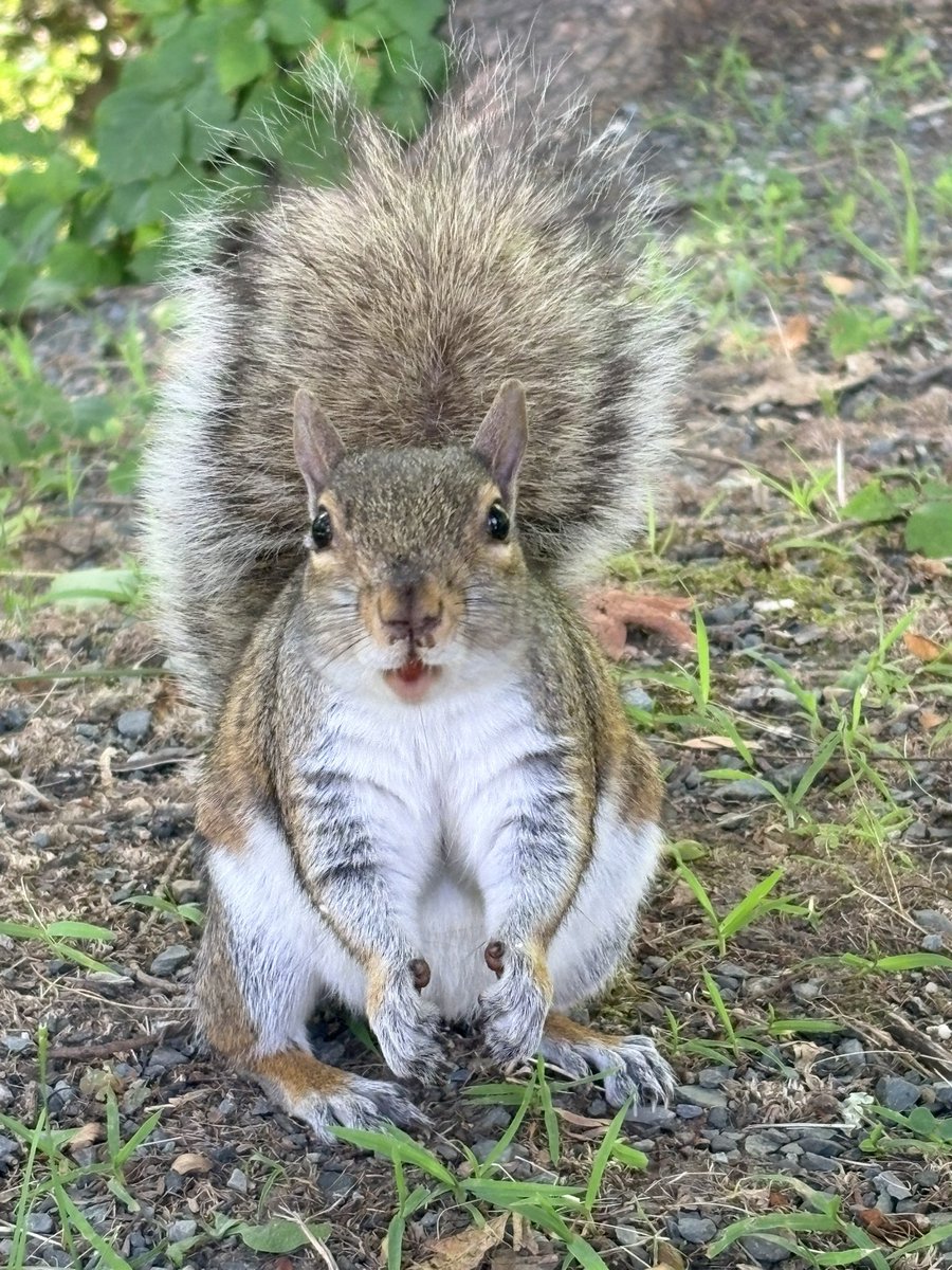 LSBofEBB's tweet photo. My little squirrel buddy that I bring chopped walnuts for on my bike ride. I think he might actually recognize me at this point. #iphonepic #squirrel #buddy https://t.co/YsVTKeJJMQ