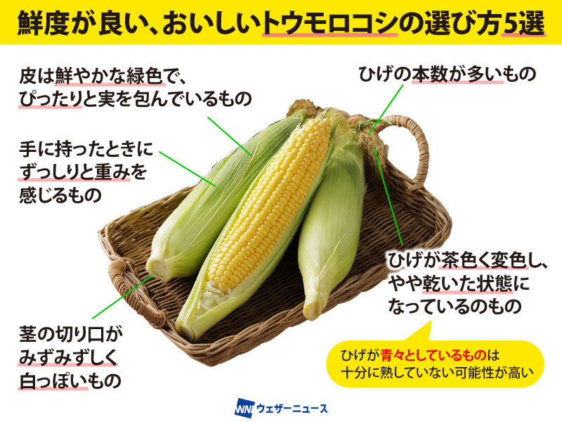 wni_jp's tweet photo. 【とうもろこしの選び方5選🌽】
夏野菜の代表、トウモロコシの旬は6～8月です。
実は、トウモロコシの先端から伸びる「ひげ」の正体は雌しべで、本数は中の粒の数と一致しているのだそう。
美味しいトウモロコシを見分けるポイントをご紹介します。
https://t.co/Hii8uvNr79 https://t.co/jlFcuBZRkF