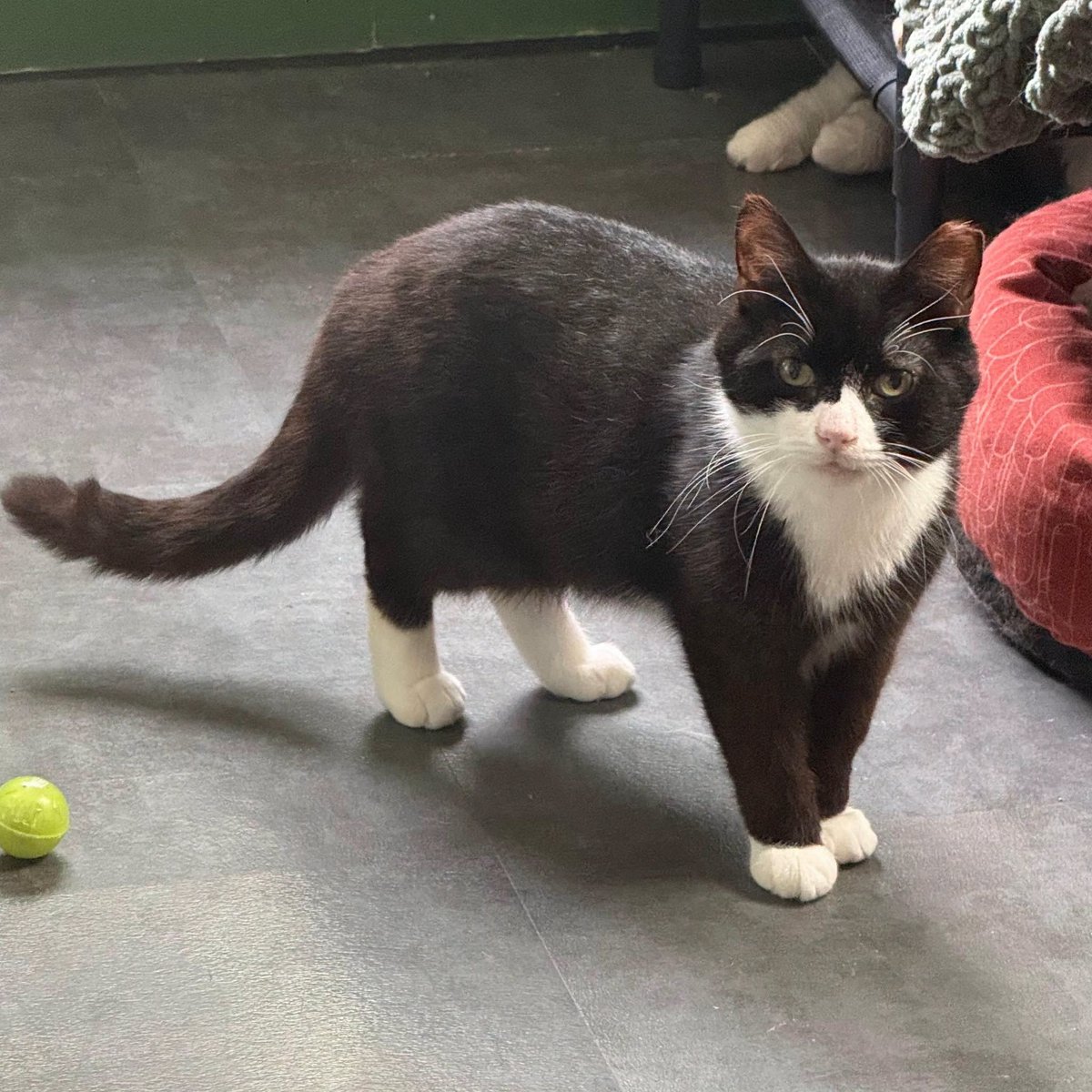 sccatswm's tweet photo. Meet Roosevelt in Grand Rapids Michigan! He is a gentle tuxedo boy. https://t.co/4ShLPkSd4i https://t.co/BAMu3ZAECD