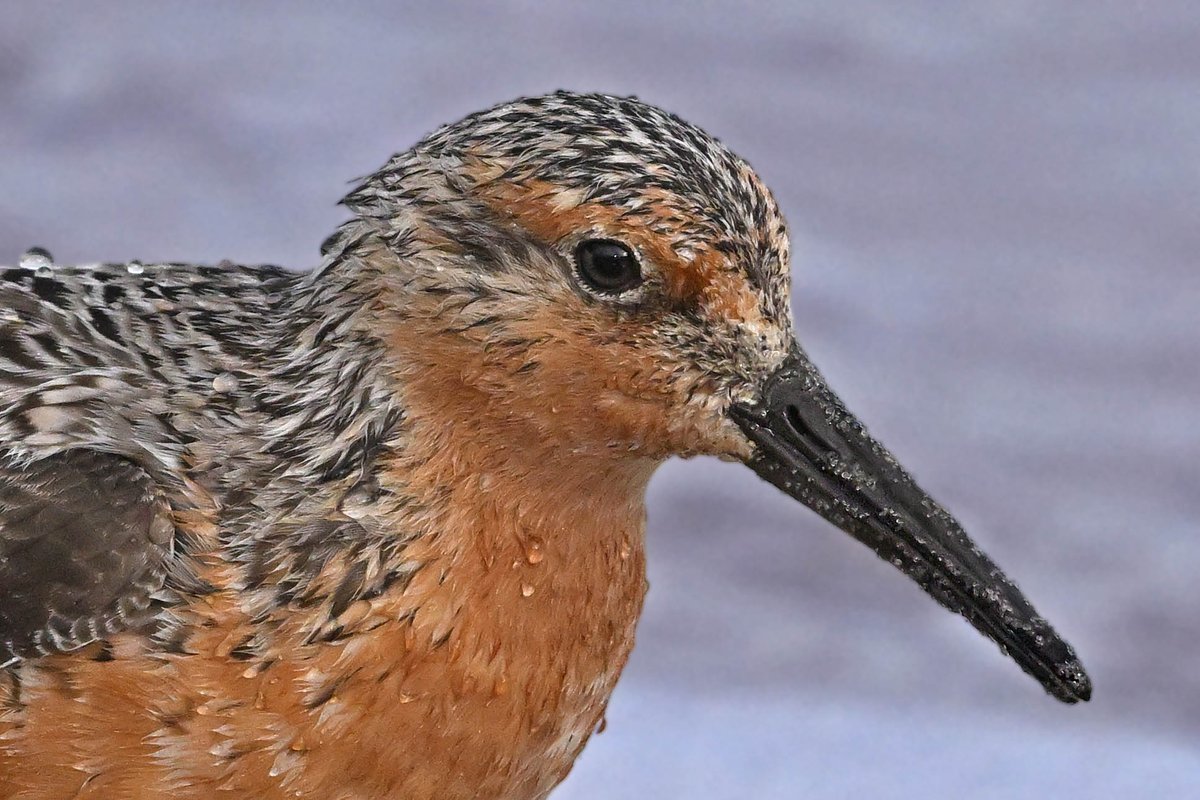 stu_weiss63's tweet photo. Ruddy Turnstone as photo and AI image. #bird #birding #birdphotography https://t.co/fhOObxyTLB