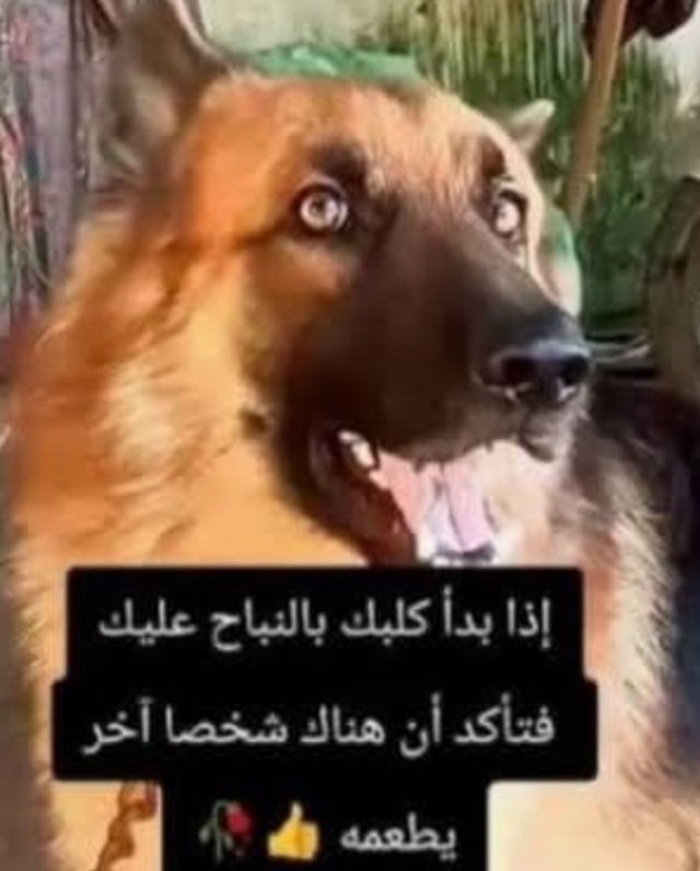 lion alsomery tweet media