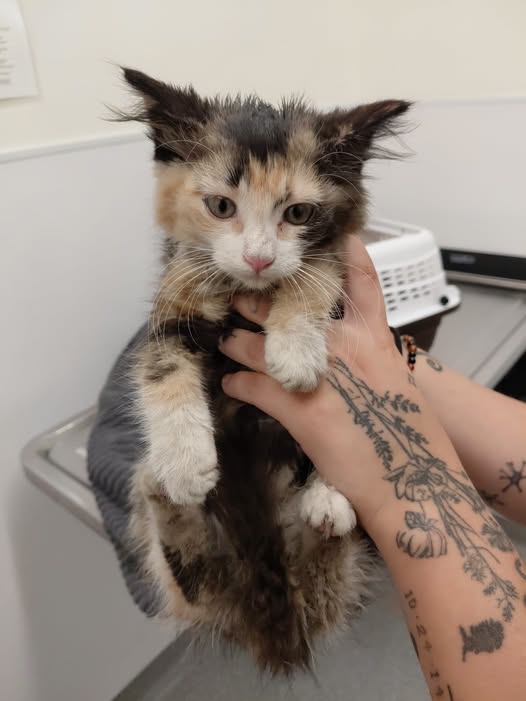 GuelphLostPets's tweet photo. SEEKING OWNER. This black, orange &amp; white calico medium-hair female kitten was found near Fife Rd &amp; Whitelaw Rd in Guelph on July 27. If she's yours or you have any info about her contact #Guelph Humane Society at 519-824-3091 or lostandfound@guelphhumane.ca (ID 2000463452) https://t.co/tHMrqmKyaG
