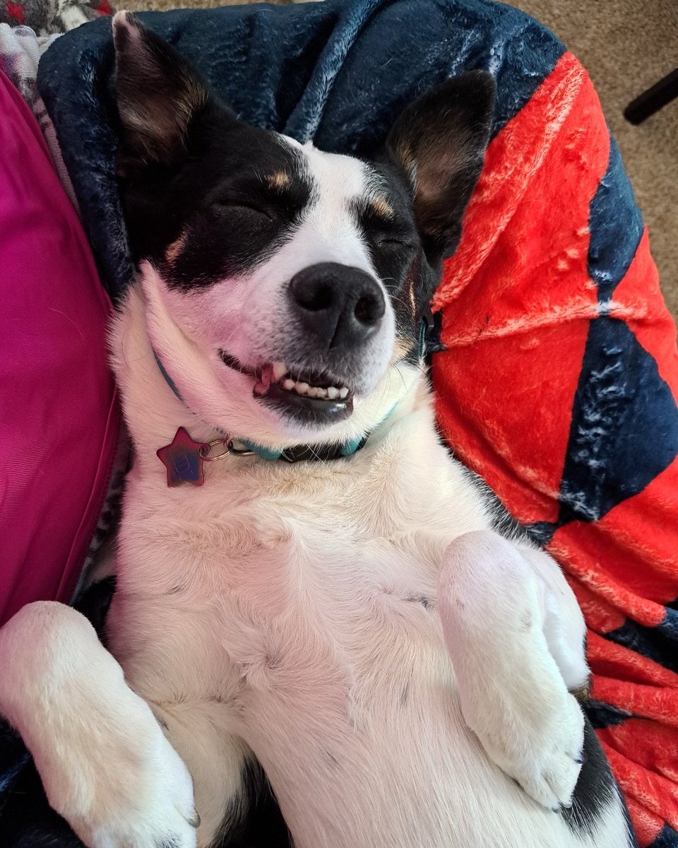 onlyfloofs's tweet photo. She’s out

#onlyfloofs #DogsOfX https://t.co/STAGljGeVq