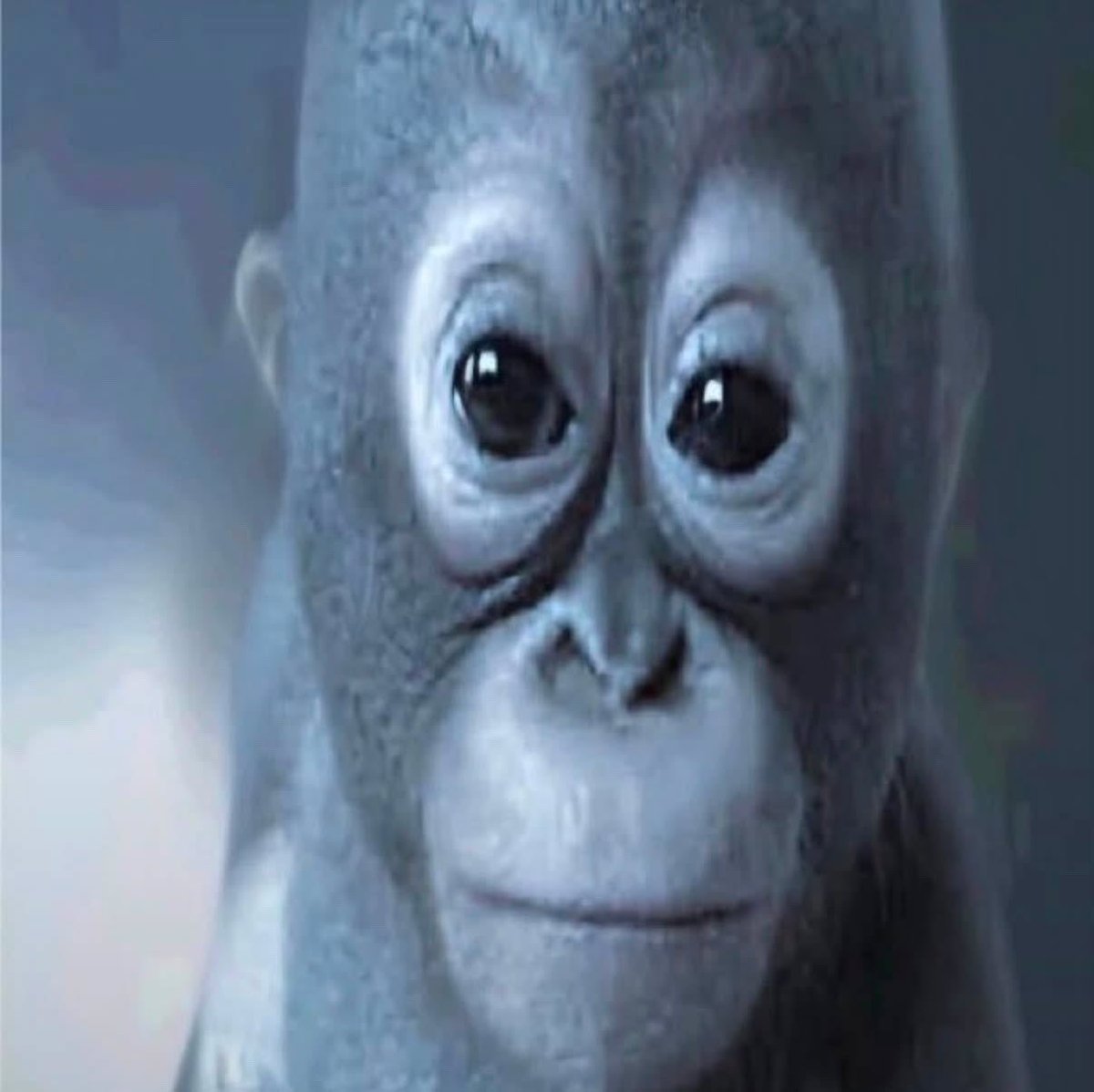kiptianus's tweet photo. On s’est tous déjà rentrer ce singe dans le cul ? https://t.co/5HuzZSsUwV