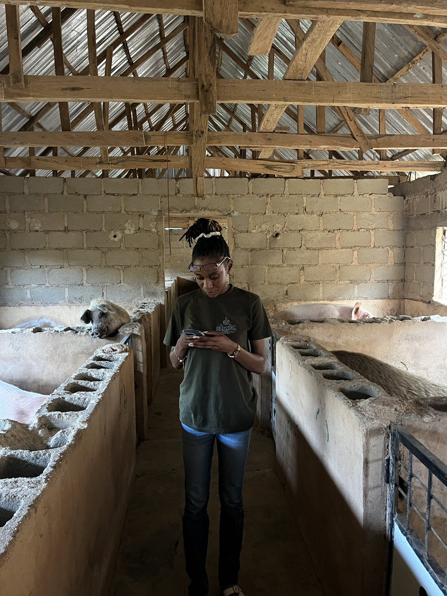 sactionhub's tweet photo. Little farm update Saction hub is thriving and we welcomed our layers to the farm. We are about to become the biggest egg suppliers in the city of Jos. https://t.co/JHUUD7SvLp