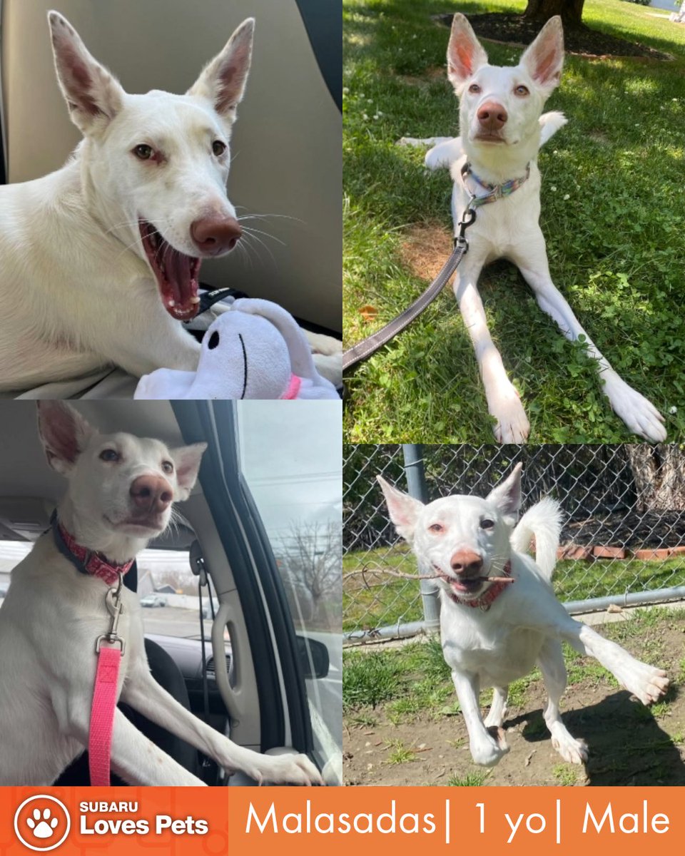 StatelineSubaru's tweet photo. Meet our @foreverpaws Pet of the Week, Malasadas!

15mo Portuguese Podengo | 5+ mos at shelter | REDUCED adoption fee

A goofy boy who LOVES people and attention. He's a great listener, and he's been doing very, very well with his leash training!

🐾 : https://t.co/Oas0s7nGln https://t.co/fezQgJ2MhE