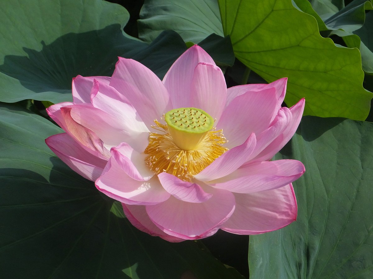 Frank16384's tweet photo. 淡いピンクの大輪
大賀ハス

#ハス #蓮の花 #植物 https://t.co/d1MWb0c8mE