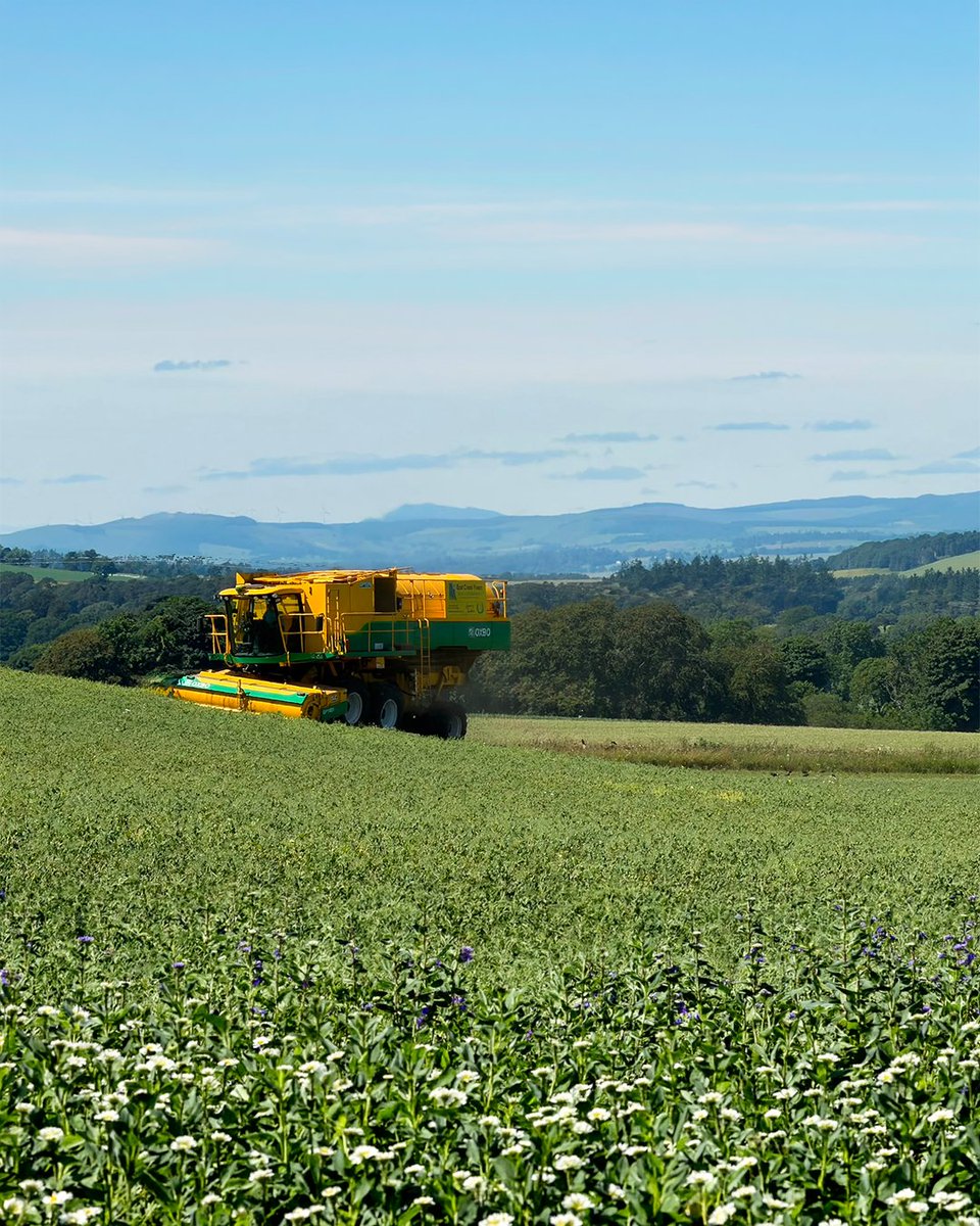 OxboCorp's tweet photo. One of our customers is harvesting in Scotland with a fleet of 20 Oxbo pea harvesters. Set against clear blue skies, it's an impressive sight!

#oxboisag #peaharvest #peas #harvesting #scotland #agriculture #scotlandagri https://t.co/TN94TwiPer