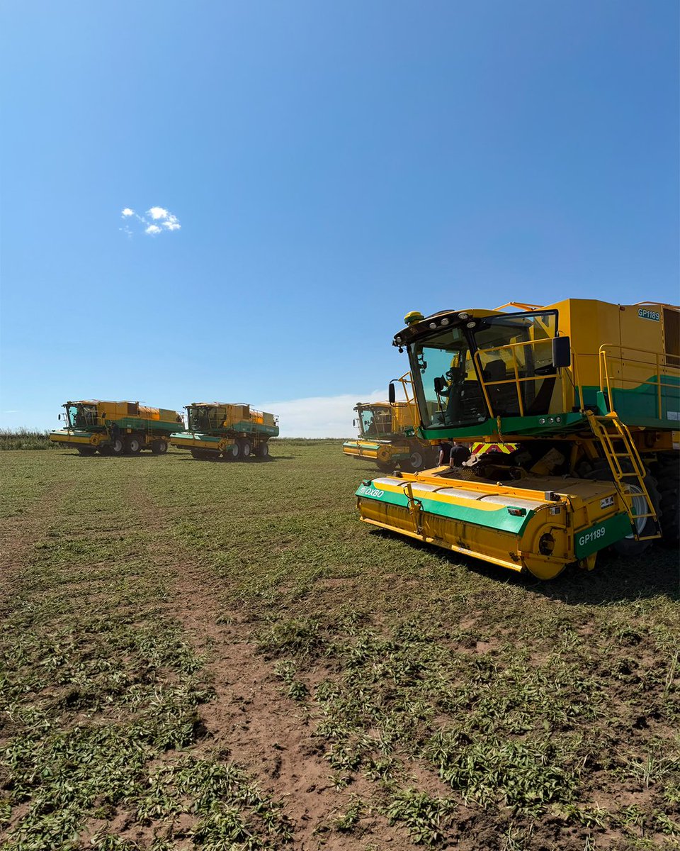 OxboCorp's tweet photo. One of our customers is harvesting in Scotland with a fleet of 20 Oxbo pea harvesters. Set against clear blue skies, it's an impressive sight!

#oxboisag #peaharvest #peas #harvesting #scotland #agriculture #scotlandagri https://t.co/TN94TwiPer