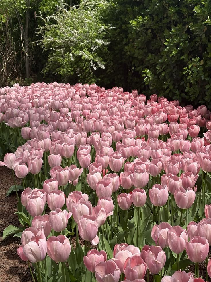 prettiestavenue's tweet photo. tulips https://t.co/6otRX4Mlmz