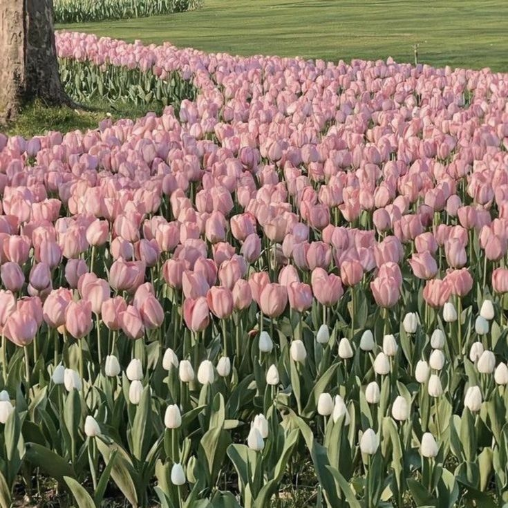 prettiestavenue's tweet photo. tulips https://t.co/6otRX4Mlmz