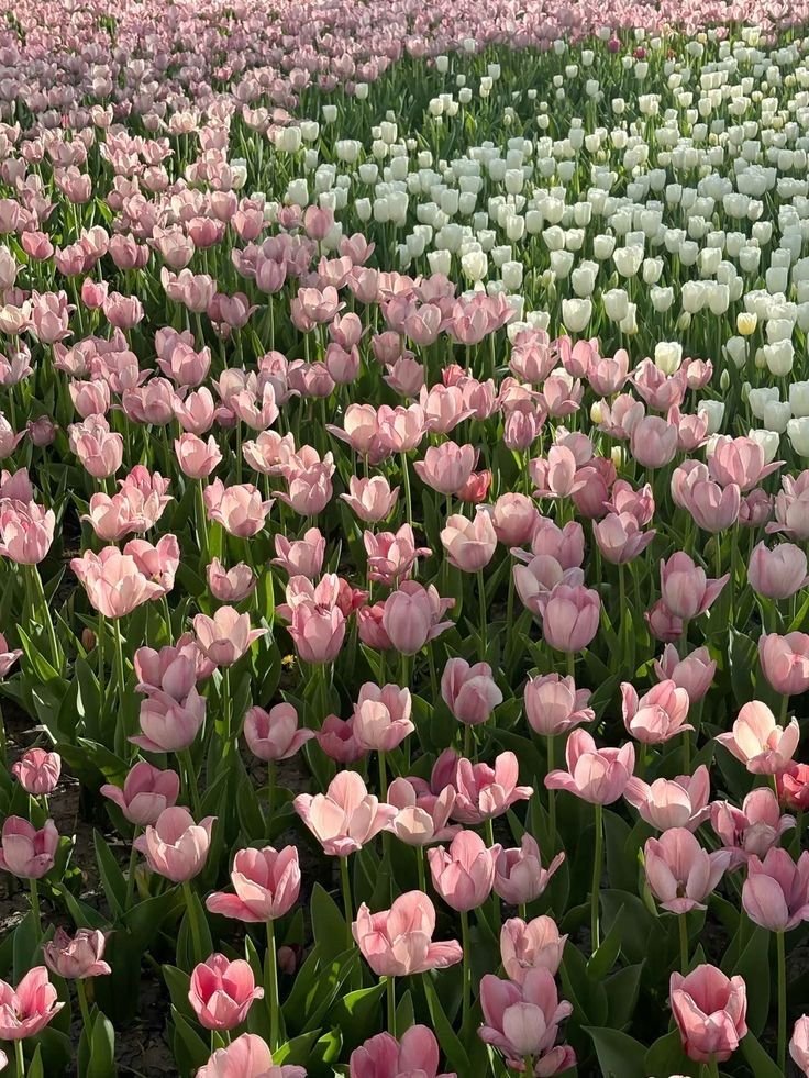 prettiestavenue's tweet photo. tulips https://t.co/6otRX4Mlmz