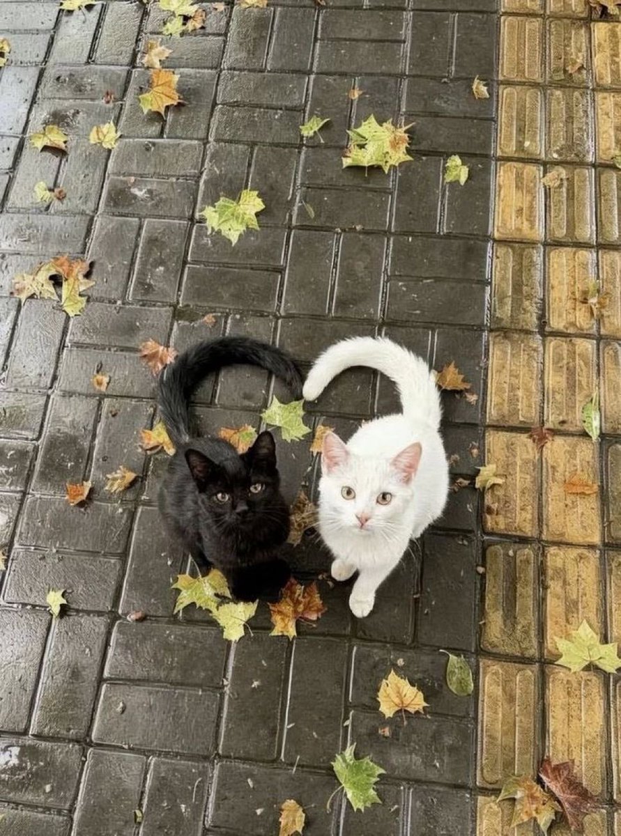 twaniimals's tweet photo. https://t.co/1qsLKZJk3J