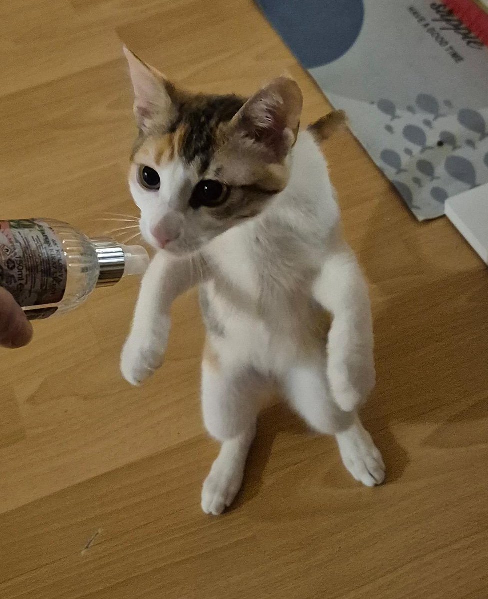 vinlentine's tweet photo. bu kedi gerçek değil https://t.co/3pAqvOceWI