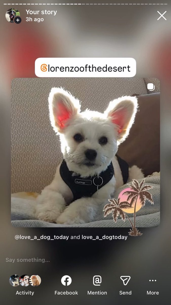 Anman248's tweet photo. Today’s Monday friends

Follow on IG @love_a_dogtoday and @love_a_dog_today for the complete posts and profiles of these pups
.................
#dog #dogs  #loveadogtoday #loveadogday  #doglove #dogsoftwitter #twitterdogs #twitterdog https://t.co/Q2tPVhcVl3