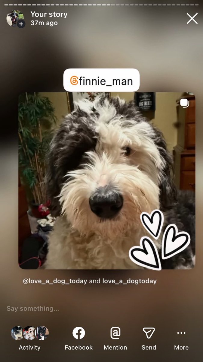Anman248's tweet photo. Today’s Monday friends

Follow on IG @love_a_dogtoday and @love_a_dog_today for the complete posts and profiles of these pups
.................
#dog #dogs  #loveadogtoday #loveadogday  #doglove #dogsoftwitter #twitterdogs #twitterdog https://t.co/Q2tPVhcVl3