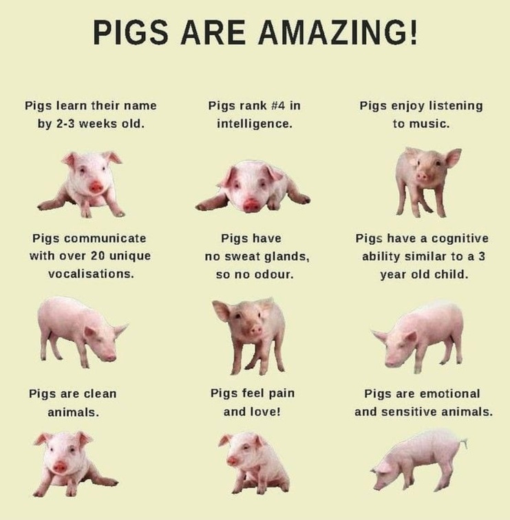 veganfuture's tweet photo. https://t.co/mjHWtBHuHW