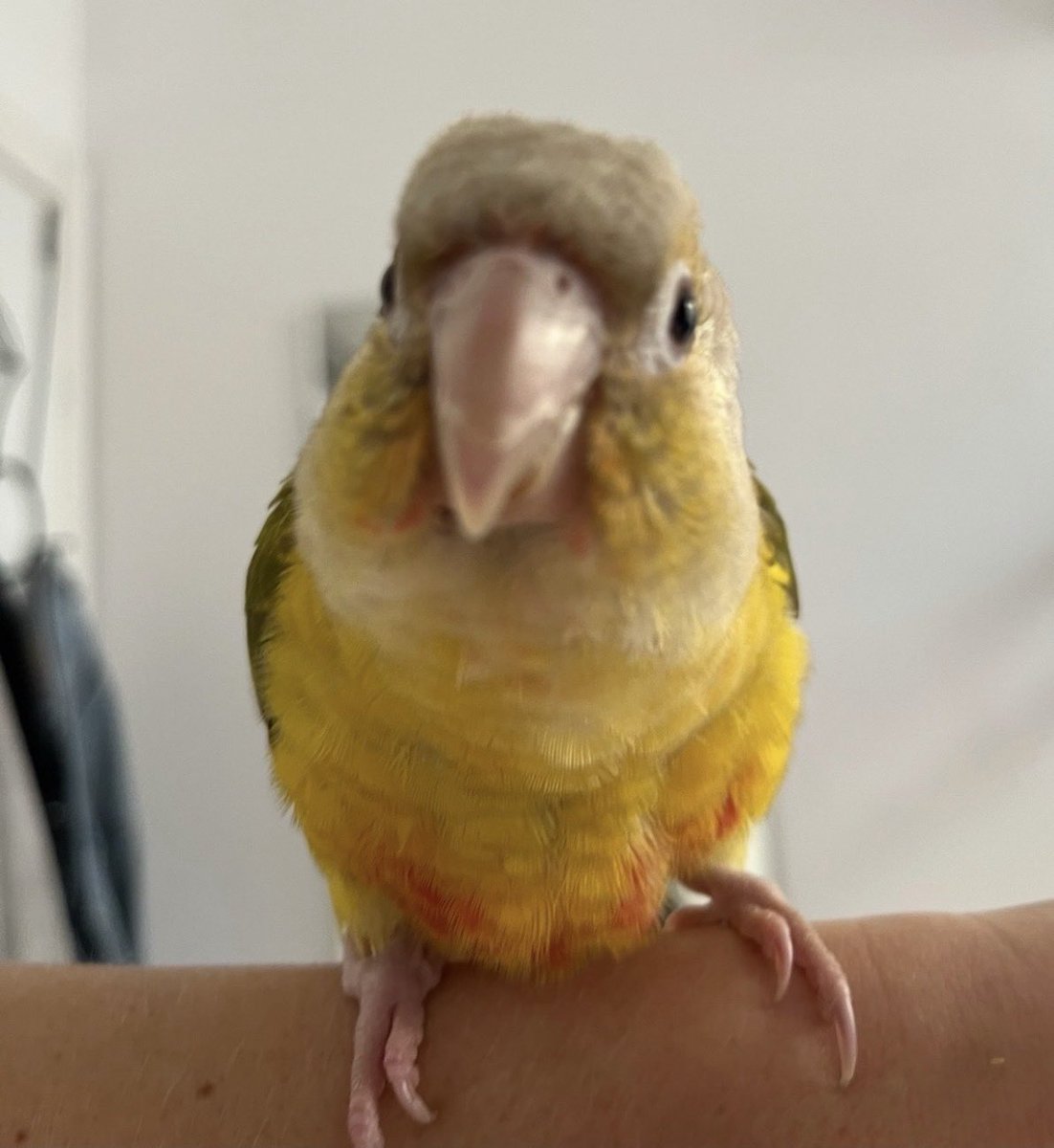 Ronki1510's tweet photo. תוכי reveal https://t.co/yGQ2864uRj