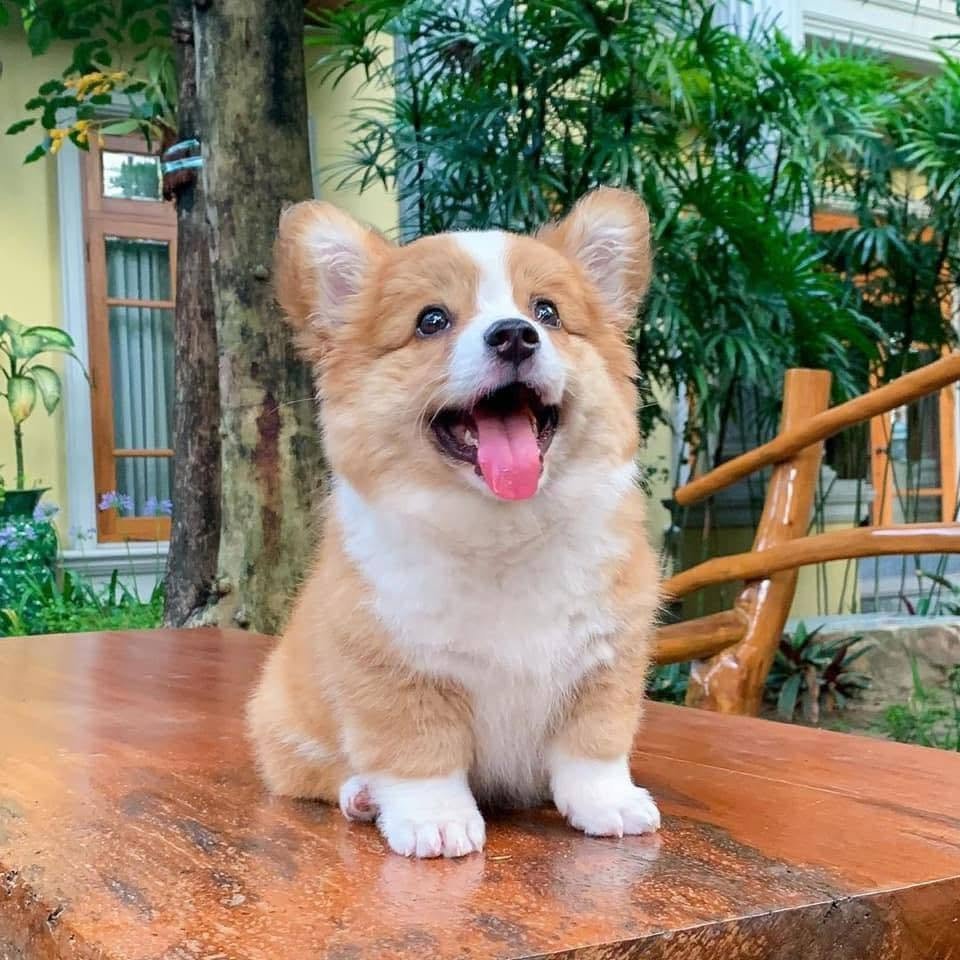 BichinhosFB's tweet photo. A gente nunca vai ser tão fotogênico quanto esse cachorrinho https://t.co/A3v4fkYBzi