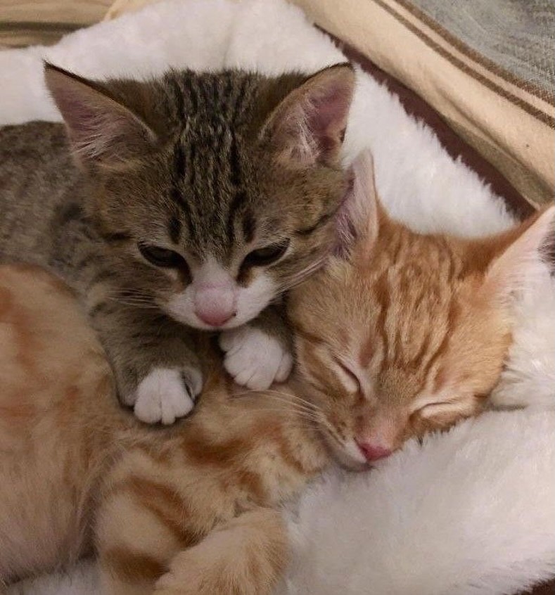 aura with cats tweet media