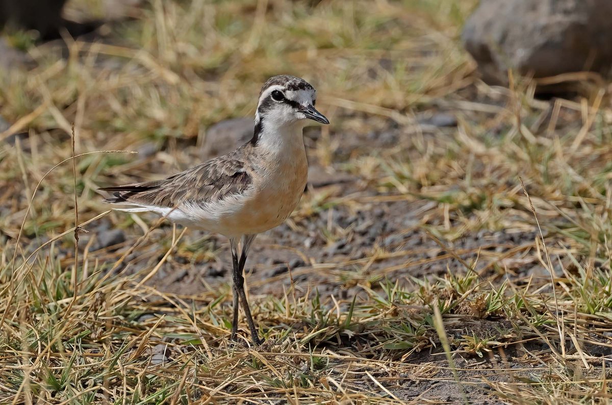 SpinneyBirder's tweet photo. Kitlitz's Plover - Tanzania - July 2026 https://t.co/DVT44g1raQ