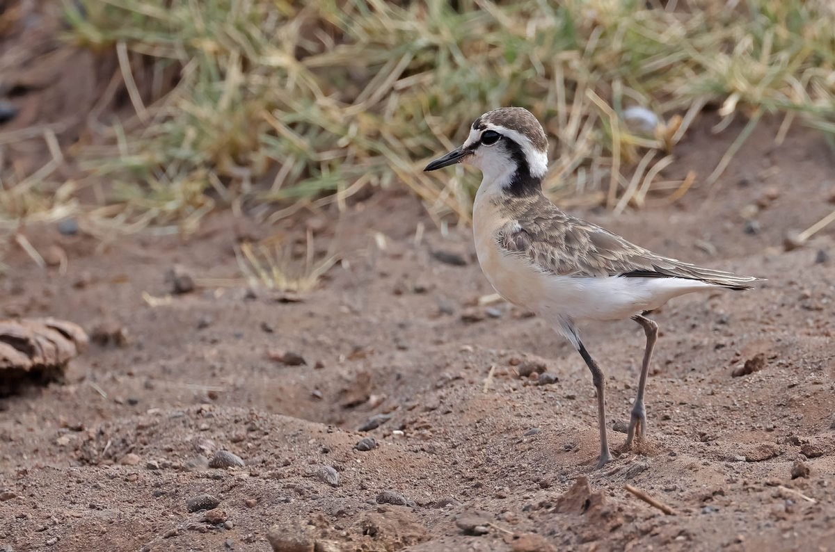 SpinneyBirder's tweet photo. Kitlitz's Plover - Tanzania - July 2026 https://t.co/DVT44g1raQ