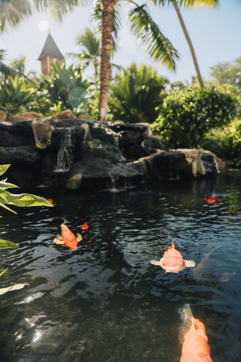 KoOlinaResort's tweet photo. The moments that take our breath away at our #placeofjoy
pc: Mark Burstein https://t.co/gsaiSxoyUS