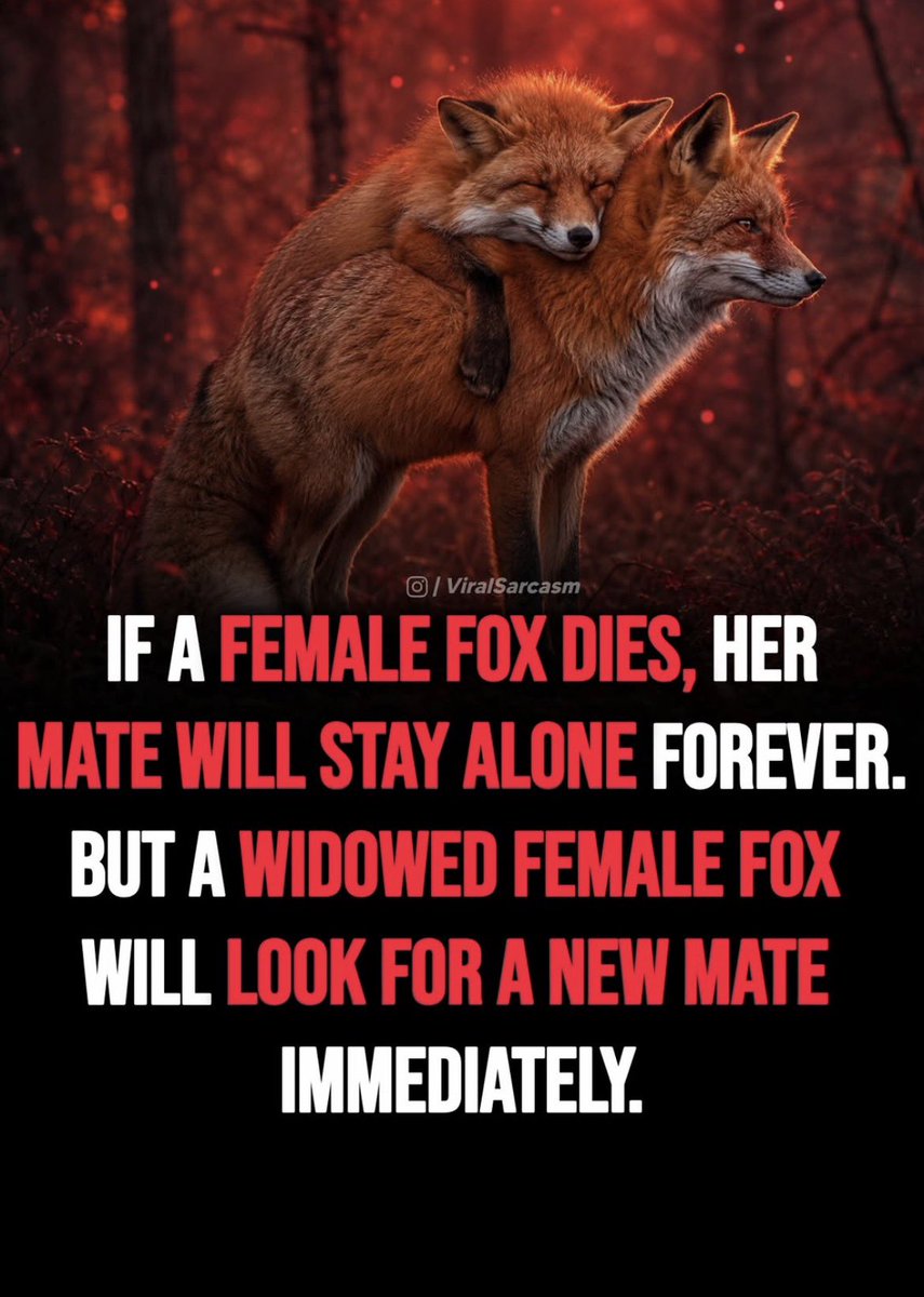 SamSiff's tweet photo. If a female fox dies,
her mate stays alone forever.
A widowed female fox?
Already hunting for the next one.

Same rule applies to humans.
Especially women.

Nature never changed.
Only the excuses did. https://t.co/OGNDulSqhR