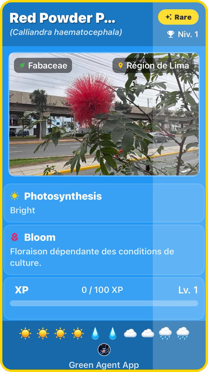 GreenAgentApp's tweet photo. 🇵🇪 Walking through Lima...
I came across one of the strangest flowers I've ever seen.
✨ Rare Red Powder Puff
It looks like a red pom-pom, but it's a magnet for bees and hummingbirds.
📍 Lima, Peru.
#GreenAgent https://t.co/nBRwTUvNnI