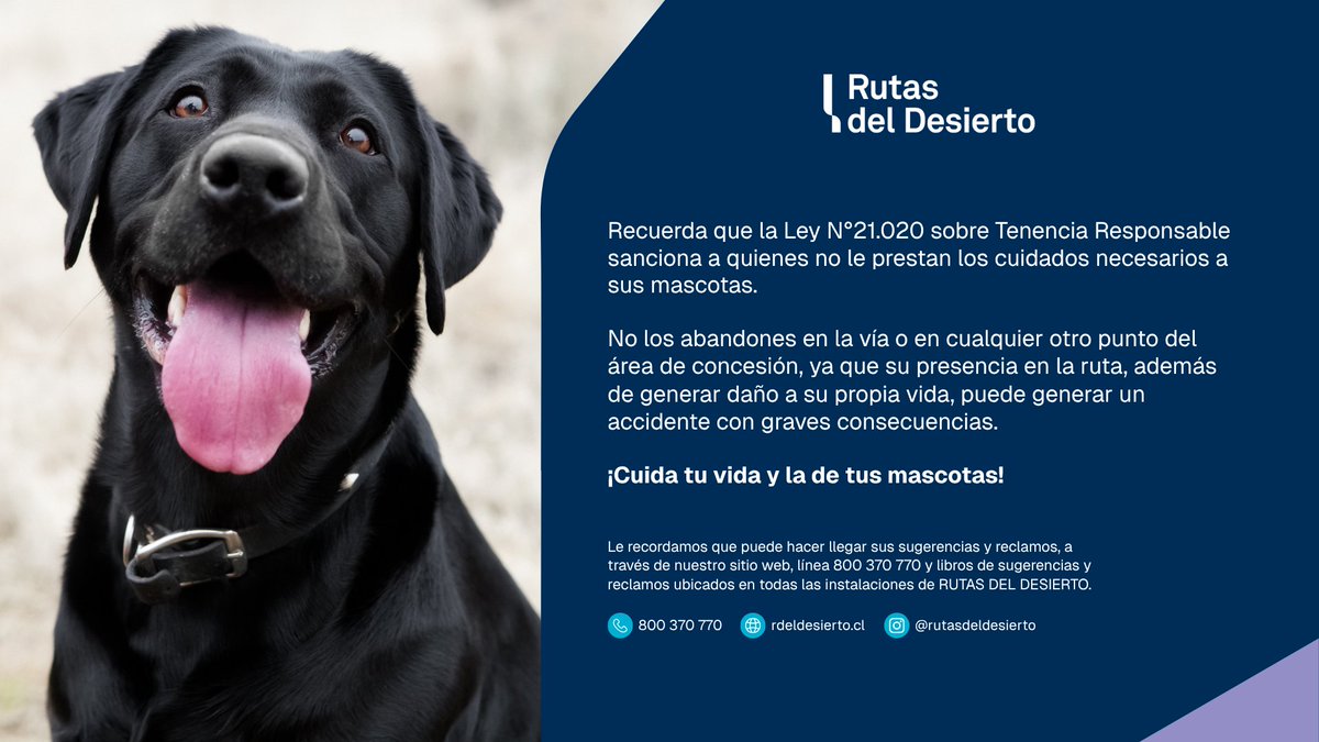rutasiquique's tweet photo. #RutasDelDesierto 👉 Abandonar a tus mascotas es un acto cruel, y muy peligroso si lo haces en la vía. Ellos merecen cariño y protección. Se responsable y llévalos a un centro de rescate. No pongas en riesgo sus vidas ni las de los demás. @CarabTarapaca @Senda_Tarapaca https://t.co/7yV2xaKDLD