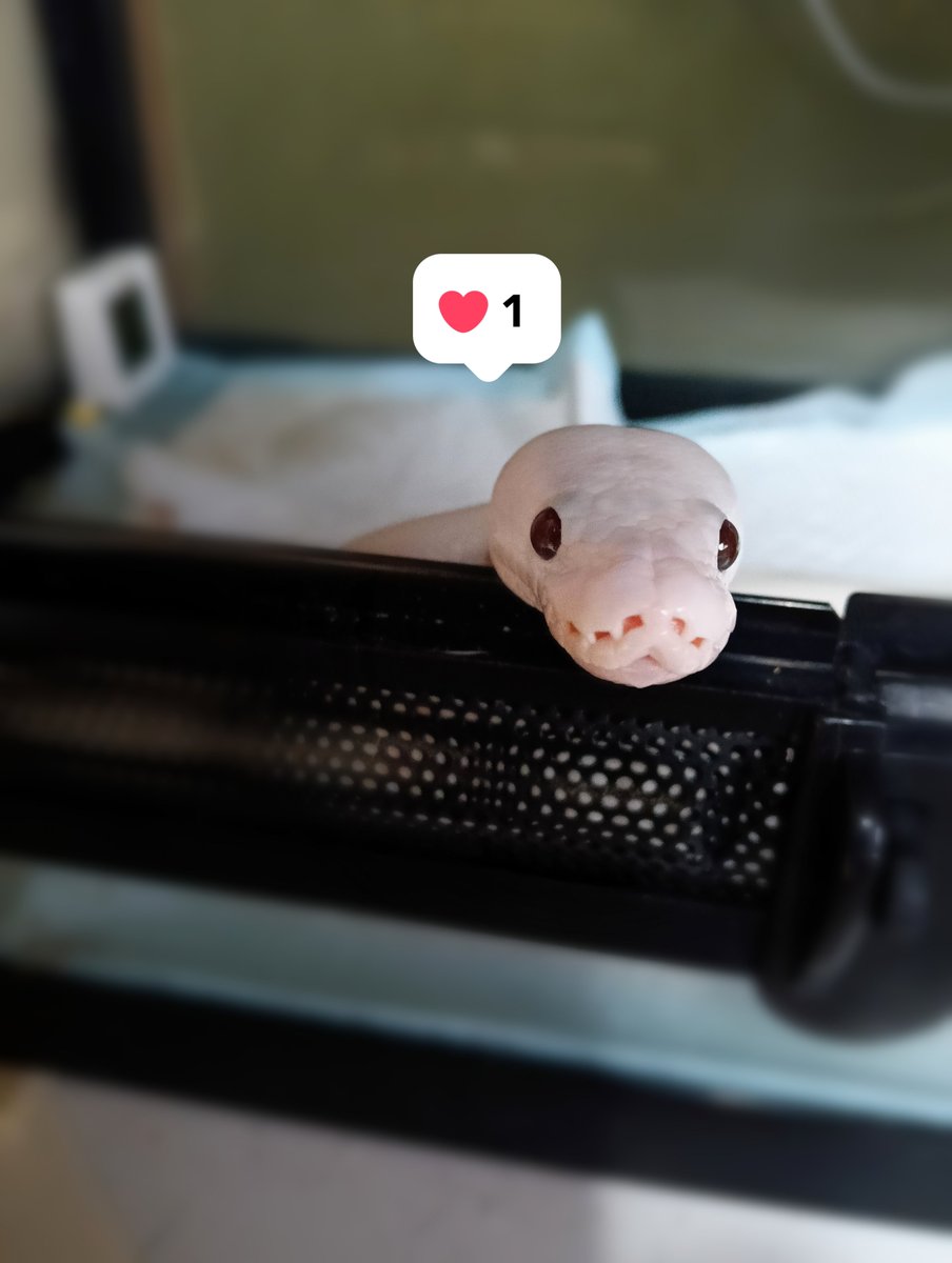 Muse31540490's tweet photo. 『【58回、59回】白蛇はじめちゃん』
#アメブロ
#ボールパイソン https://t.co/Z4ix5693SD https://t.co/pE5NhGjc4S