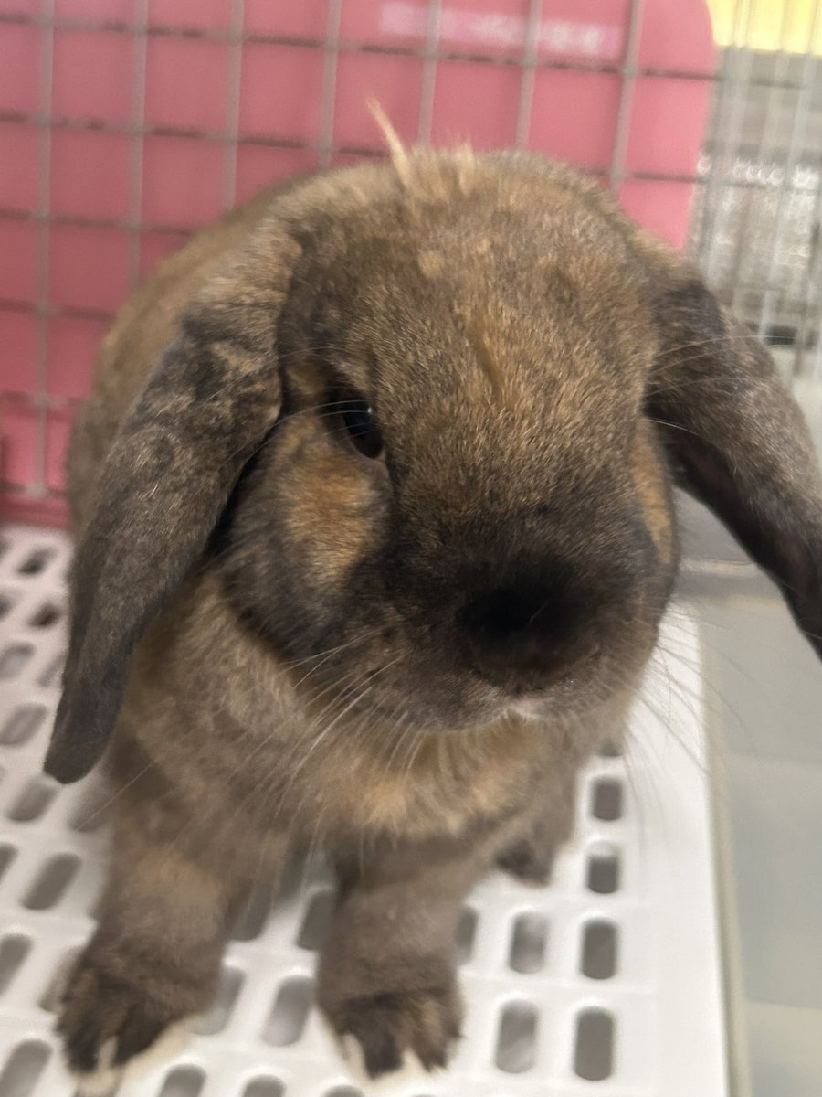 usapenchan's tweet photo. 今日できた新しい角
そろそろ抜きますか😅

・・・やだ🐰・・・

#うさぎ https://t.co/mbCF3dKbz3