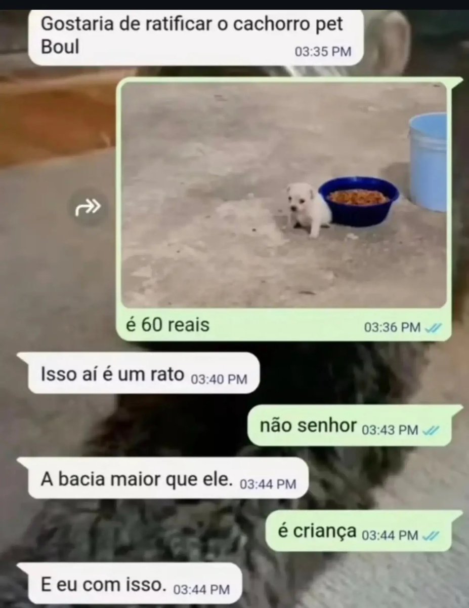acervodoguinhos's tweet photo. https://t.co/qLwBpXbRBV