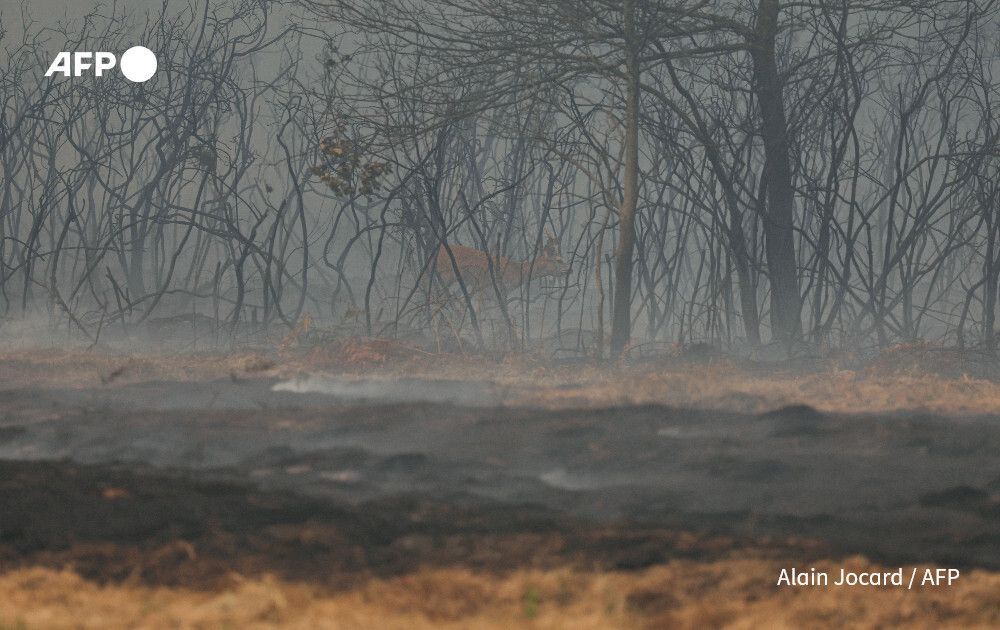 AFP's tweet photo. Wildlife face 'catastrophic' losses as forests burn.

Deer trapped by walls of flame, lizards unable to escape the heat, habitats reduced to charred wood and ash: wildlife are paying a steep price as forests burn in France and Spain 

https://t.co/DMyl3awRH8 https://t.co/5ljI1Gd1fl
