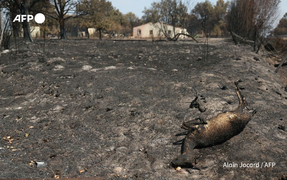 AFP's tweet photo. Wildlife face 'catastrophic' losses as forests burn.

Deer trapped by walls of flame, lizards unable to escape the heat, habitats reduced to charred wood and ash: wildlife are paying a steep price as forests burn in France and Spain 

https://t.co/DMyl3awRH8 https://t.co/5ljI1Gd1fl