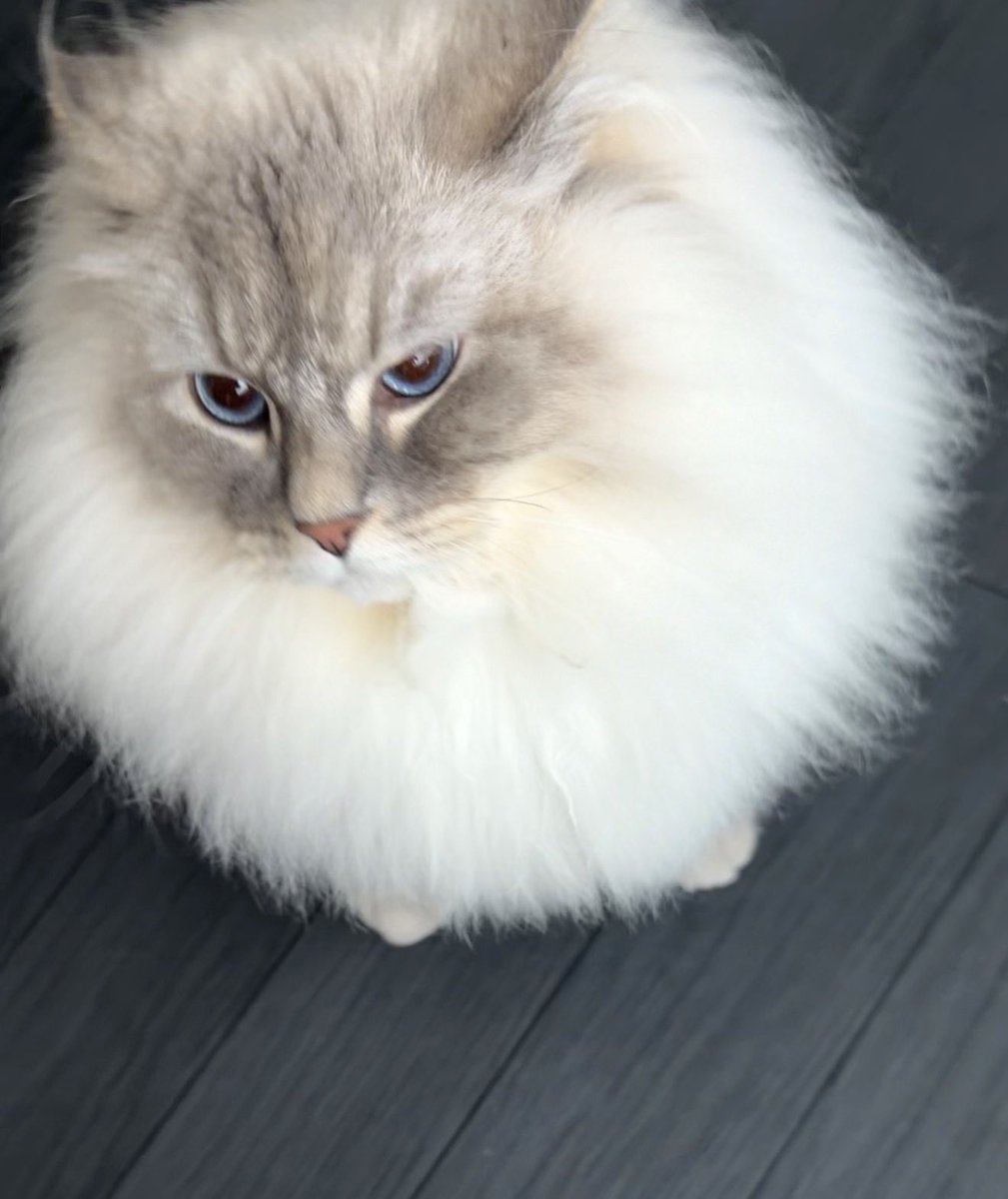 eleven11neko's tweet photo. ブチ切れてた理由が飼い主に甘えたいのに気づいてもらえなかったから。
猫あまりにも理不尽で本当に愛おしい https://t.co/FQQDcyNekc