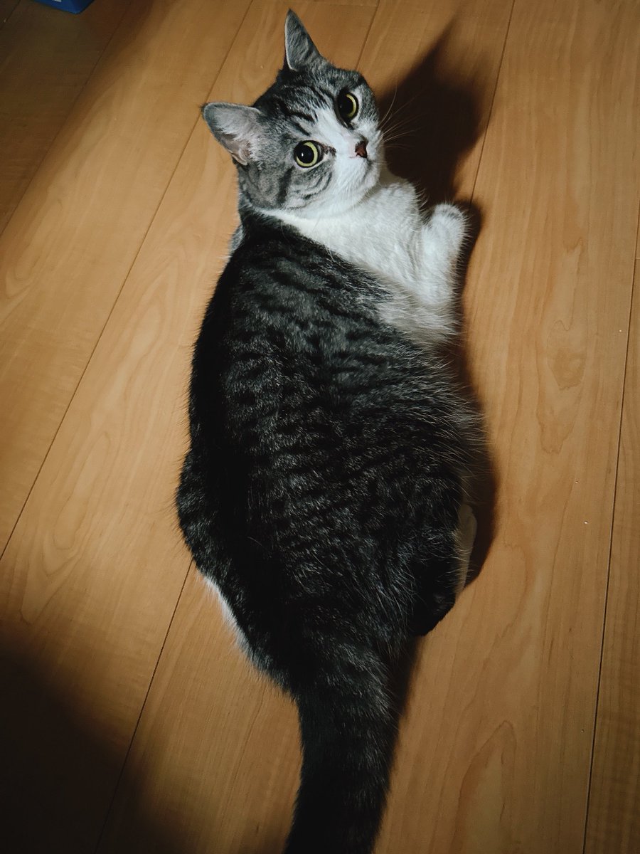 eoheoh_out's tweet photo. 今日のねこ https://t.co/qMOY2IxN96