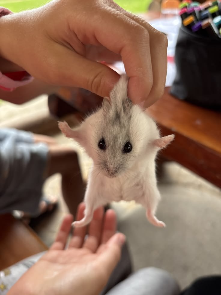 TweetsOfHamster's tweet photo. https://t.co/JkyG9vtC8W