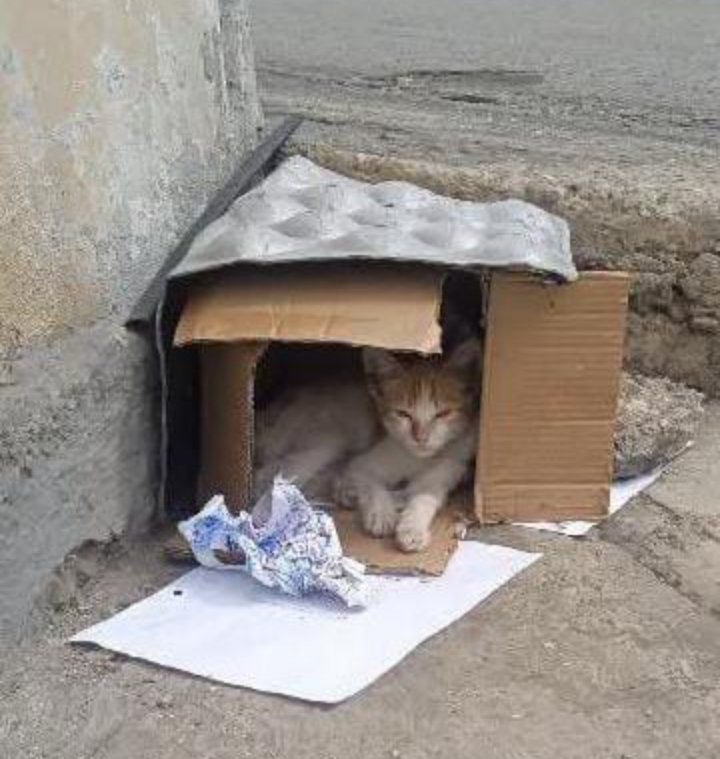 Hospedajeanimal's tweet photo. ADOPCIÓN URGENTE EN BARQUISIMETO.
Se busca un hogar responsable para un gatico abandonado en Barrio Unión (Carrera 1 entre calles 13 y 14, cerca de la torre de electricidad). Barquisimeto, 
Lleva 2 semanas en la zona. Contacto: 0416-7270675 https://t.co/aYizfQcnna