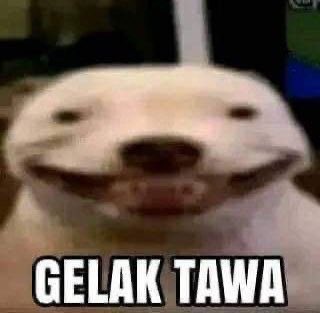 gigi tweet media