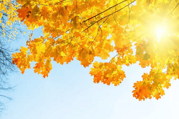 maherbellali's tweet photo. Beautiful golden autumn afternoon, leaves dancing in the breeze, perfect for a walk with a hot latte. ， https://t.co/jmBOjpO2U7