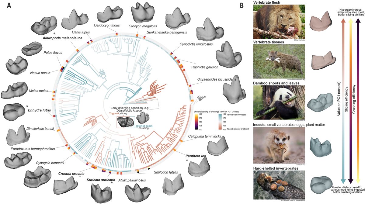 ScienceMagazine tweet picture