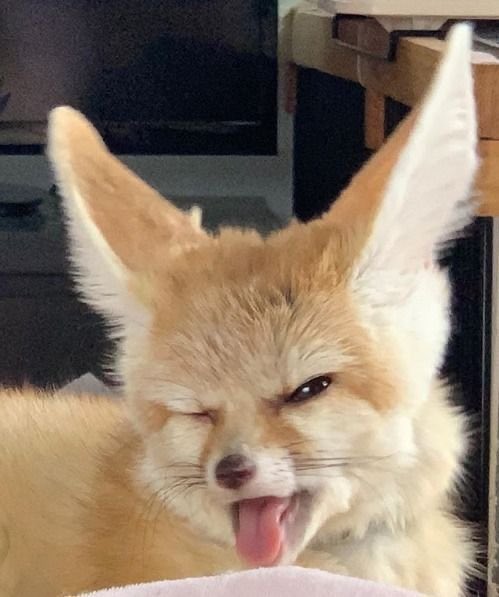 fluffy_Yeonjun's tweet photo. 🦊😜 https://t.co/k0r2NB6ZvK