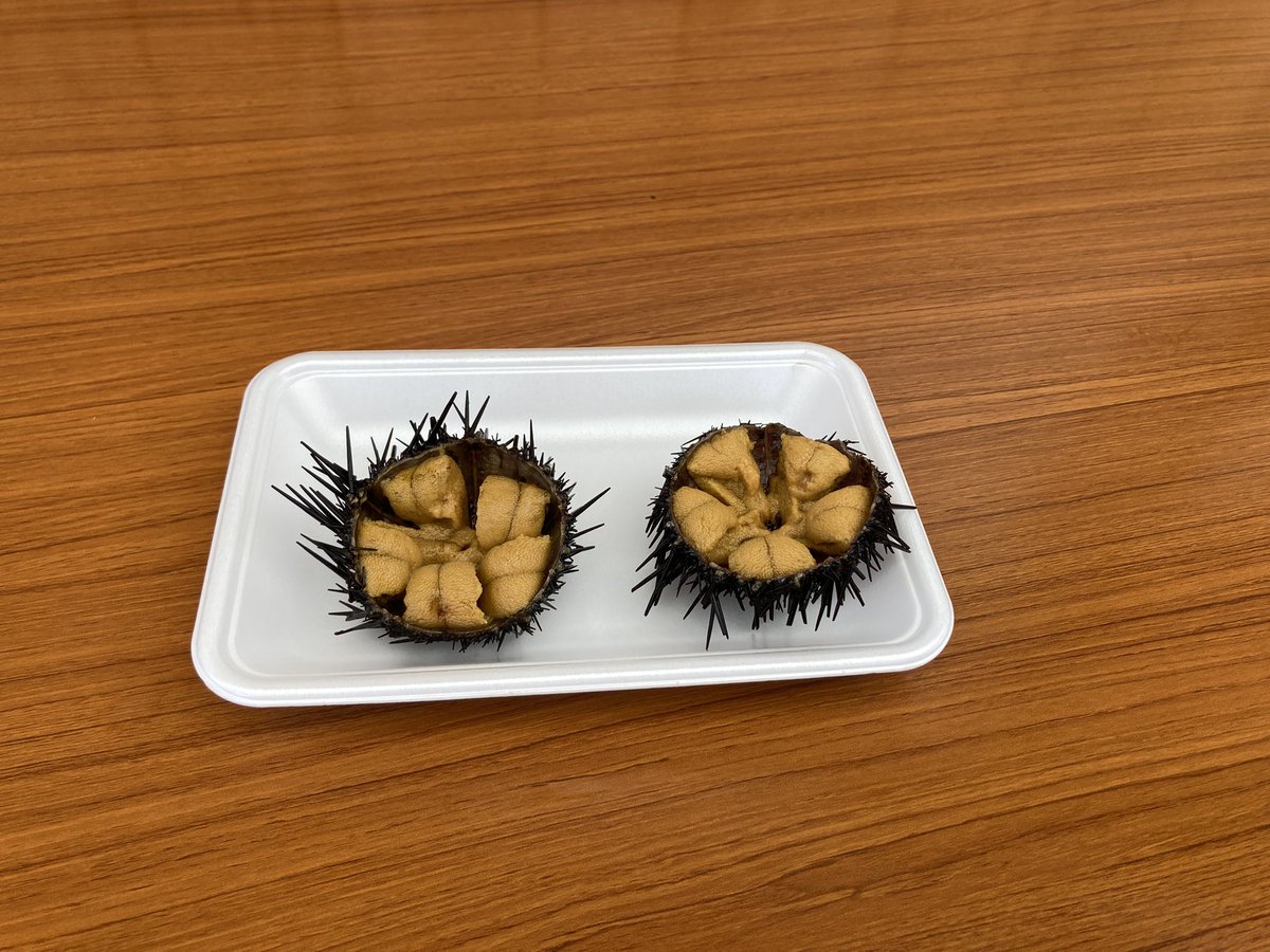 ikusaa_'s tweet photo. ウニウニ https://t.co/rL1iMm5lVj