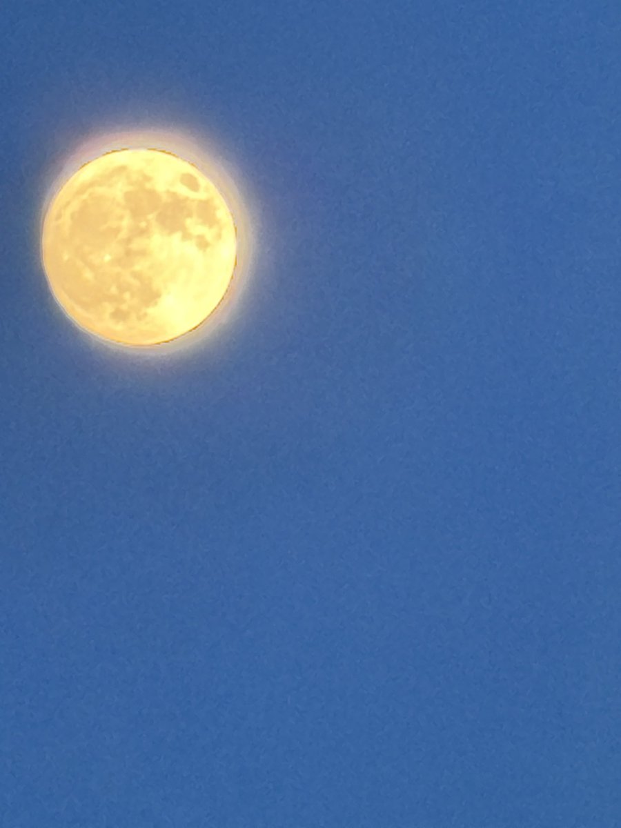tippytoeshaley's tweet photo. Took these on my iPhone 17 max 😛😛 https://t.co/U9twIIw6vC